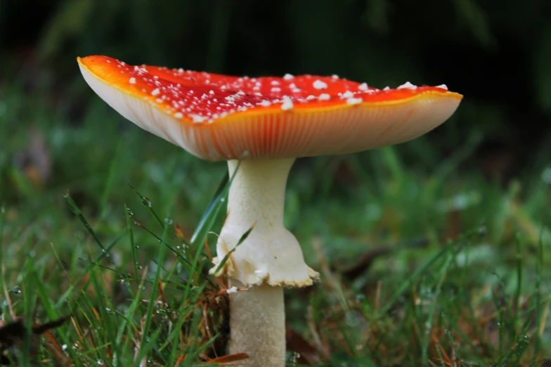 a bright colored, white mushroom with red flecks