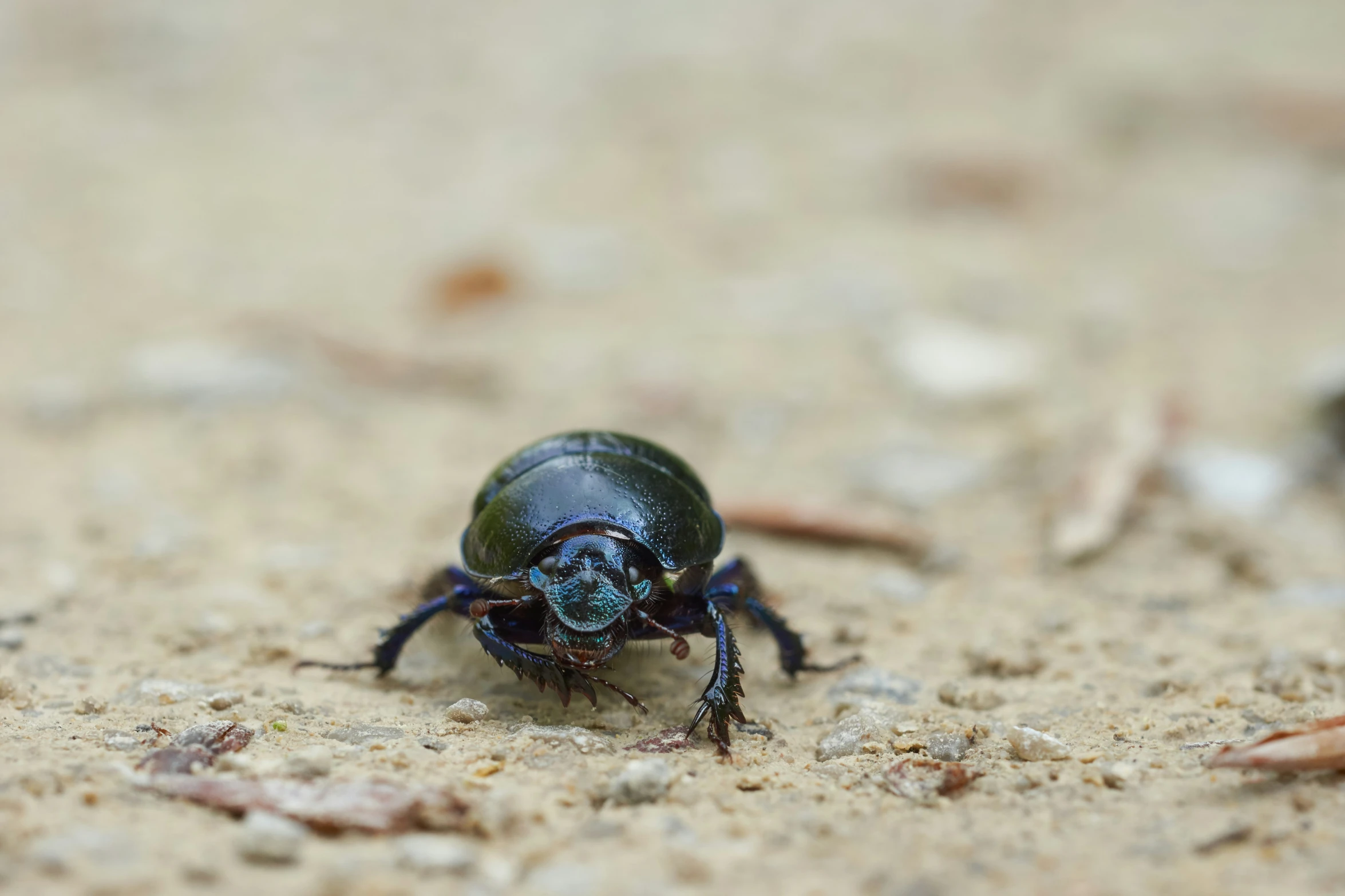 there is a blue and green beetle crawling on the ground