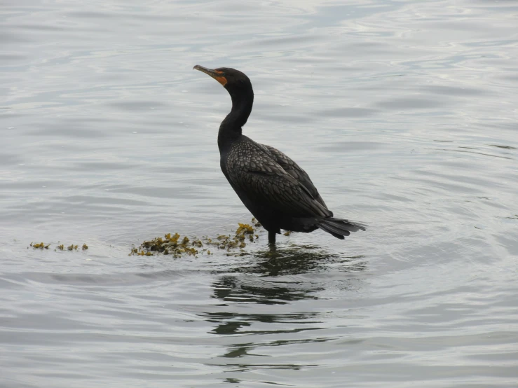 a large bird standing in water near a grass