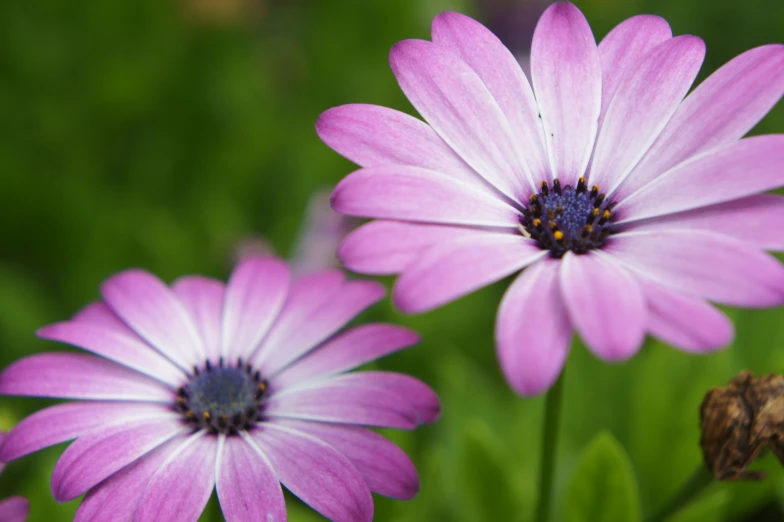 some purple flowers are in the middle of green grass