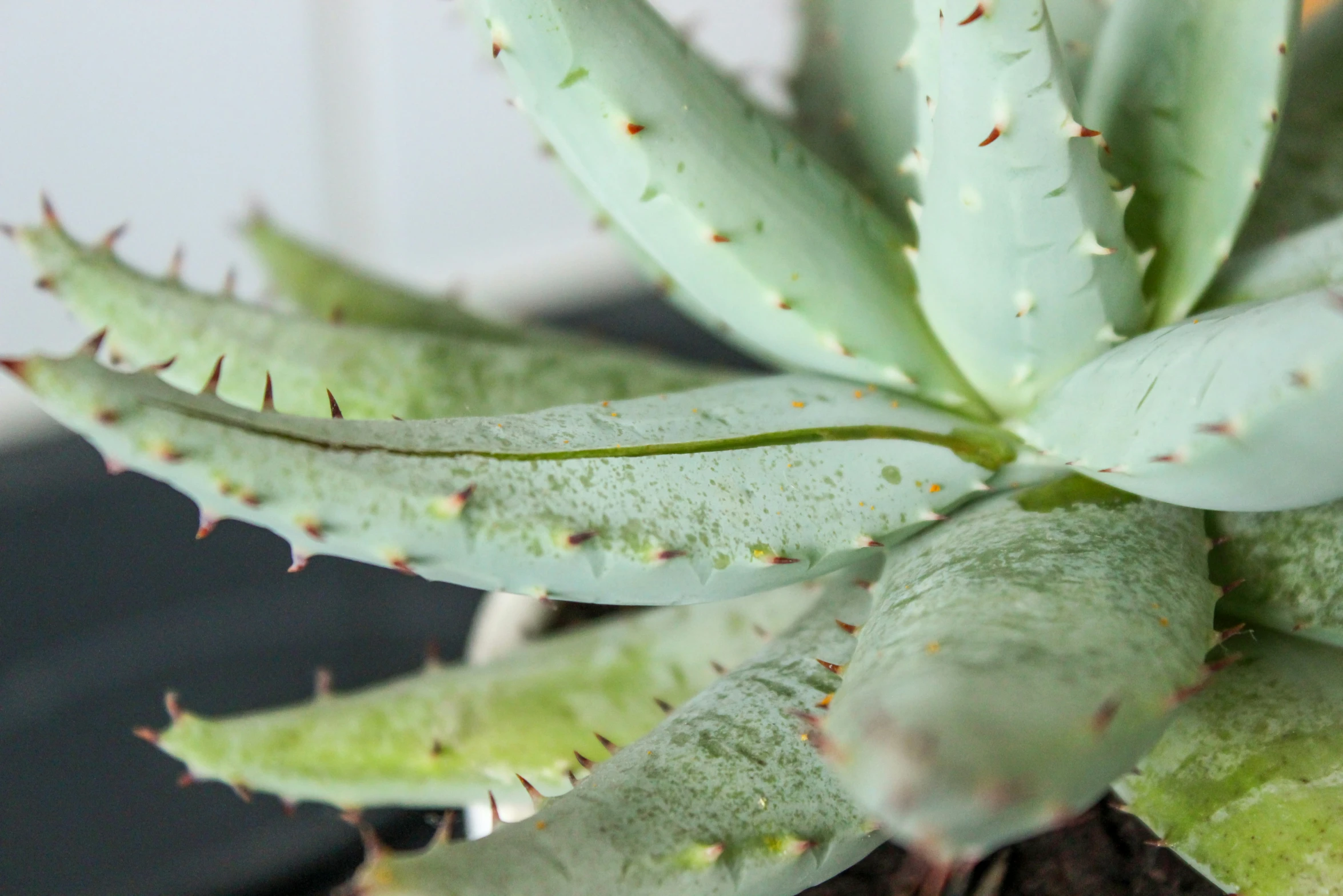 a close up of a cactus plant with little dots