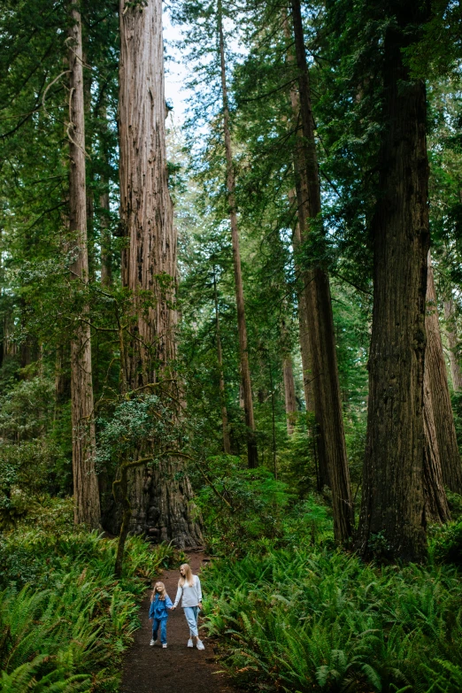 people walk together in a lush green forest