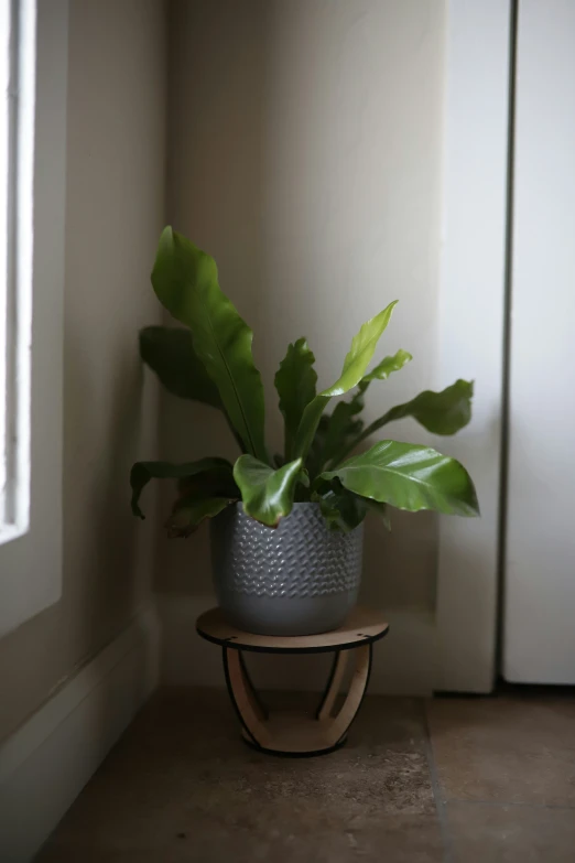 a white pot with green leaves on the side of a wooden stand