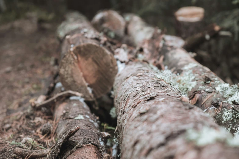 a large tree log with lichens on it