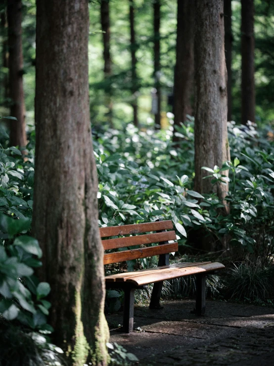 a wood bench sitting in the middle of a forest