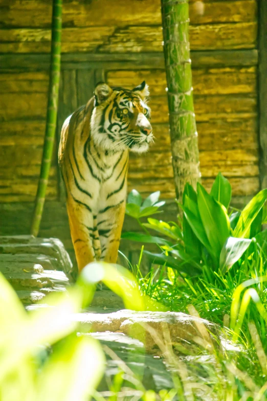 a tiger walking around in a habitat of trees and grass