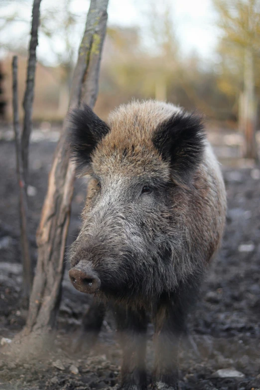 an older wild boar walking by a tree