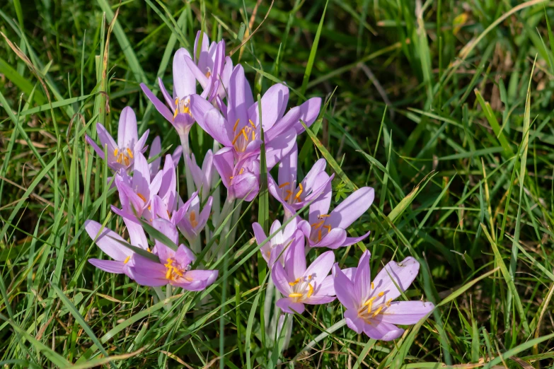 several pink flowers blooming in a green patch of grass