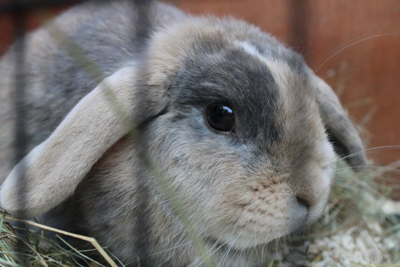 a gray bunny standing inside a wood enclosure