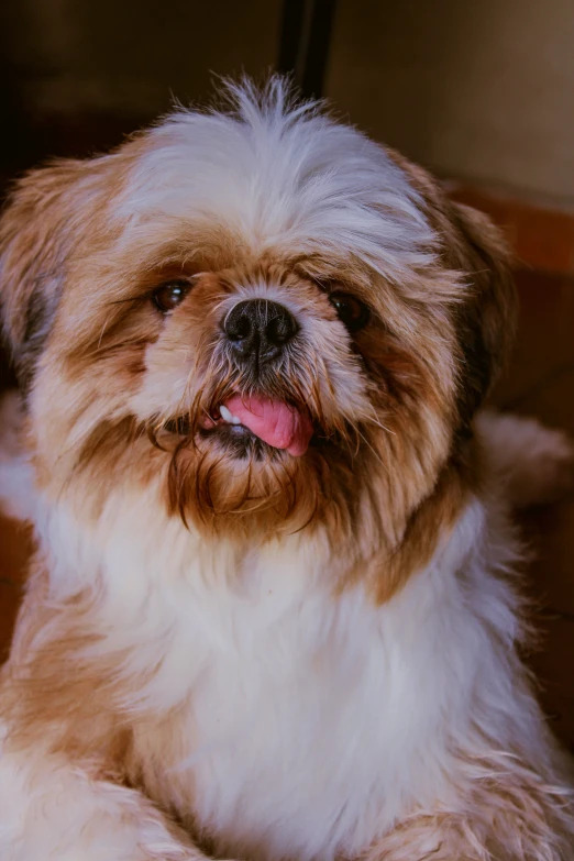 a small dog sits in the middle of a floor