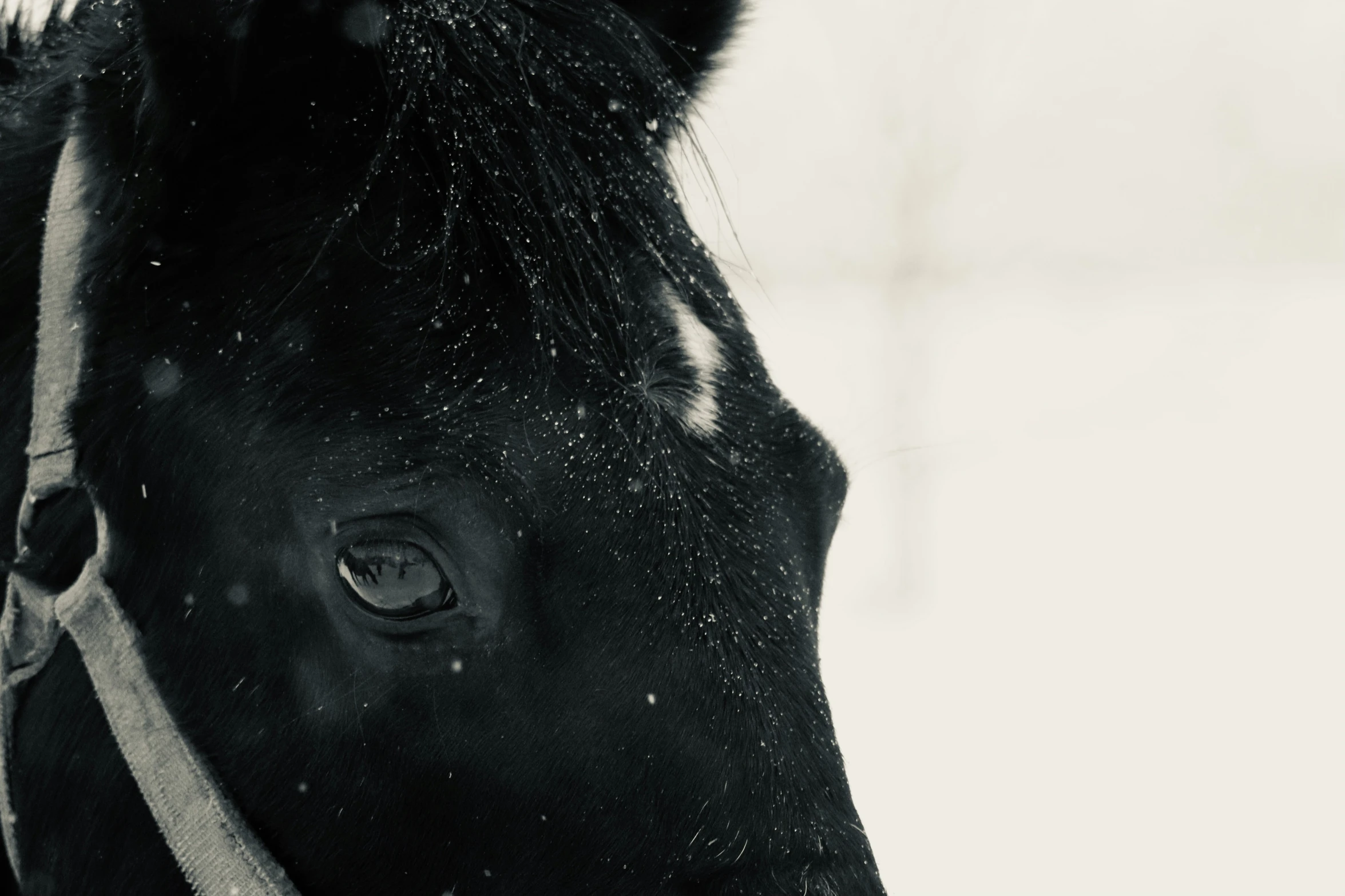 a horse looks over the camera with no one around