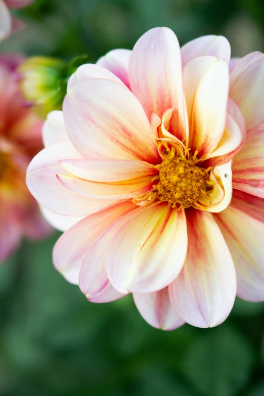 close up of the center of a yellow and pink flower