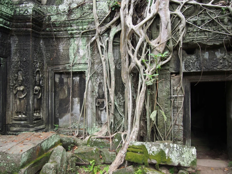 tree roots over the entrance of a building in the jungle