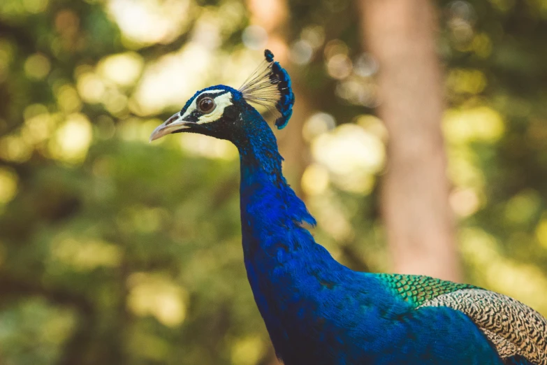 a blue and yellow peacock standing next to trees
