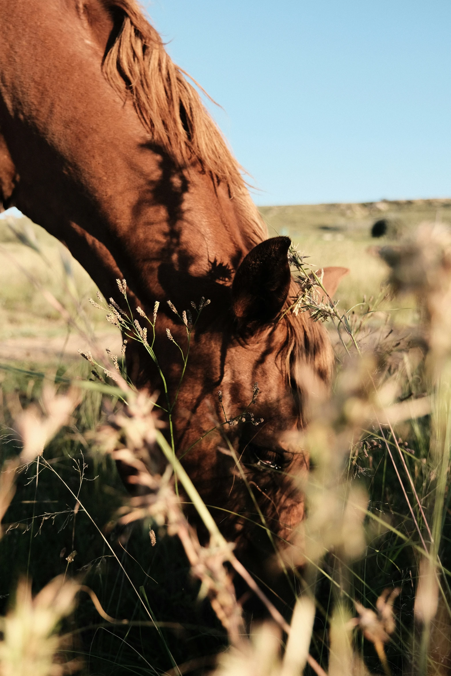 a brown horse eating grass in the wilderness