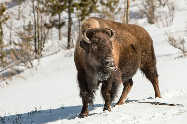 an adult bison and its calf on a hill