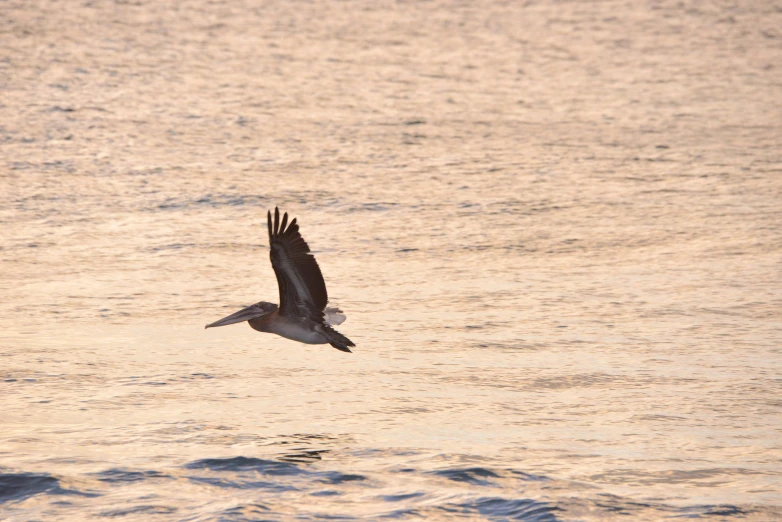 a bird is flying over the water