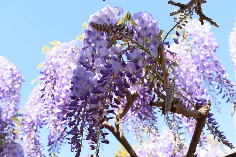 the purple flowers are blooming in the tree