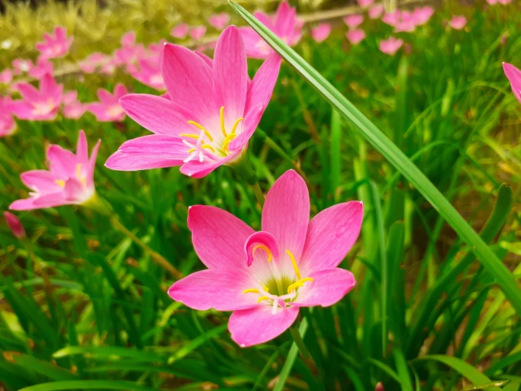 a group of pink flowers that are in a field