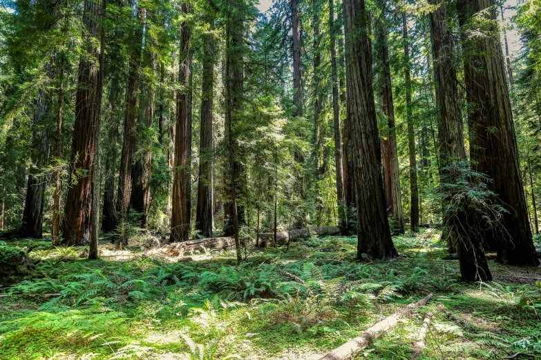 a forest filled with lots of trees and lush green grass