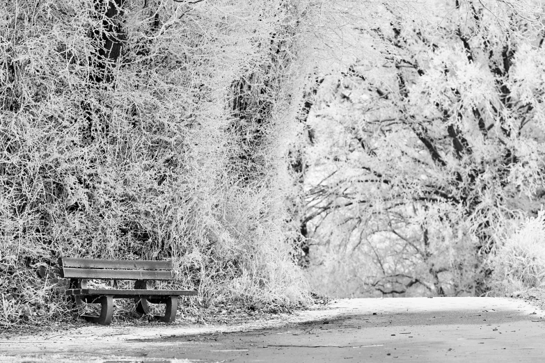 a park bench sitting by some trees near a lake