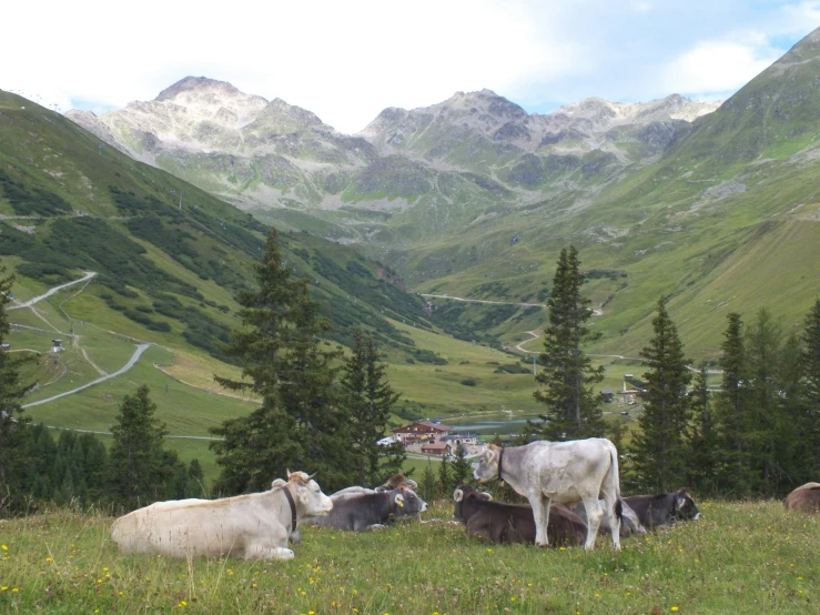 cattle laying down in the mountains and grazing