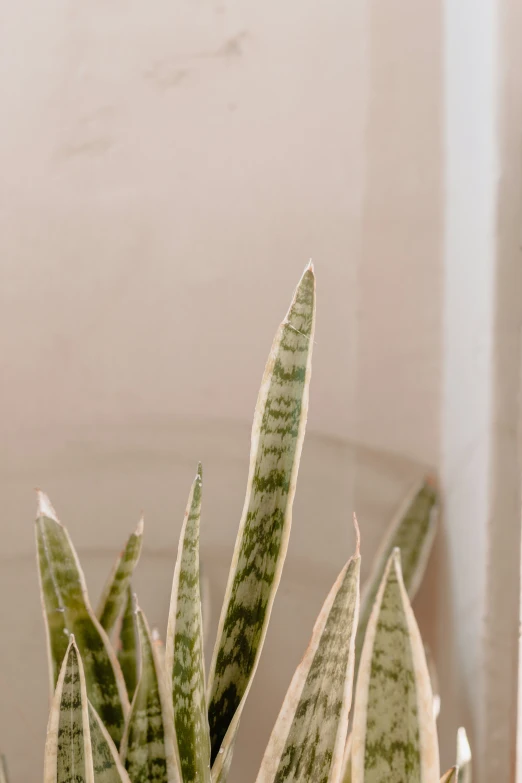 close up of some very nice looking plants in a bowl