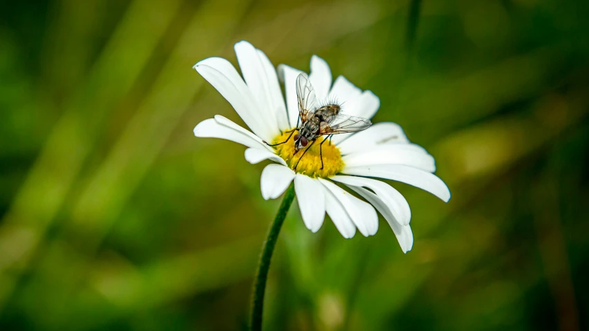 a bug sitting on top of a white flower