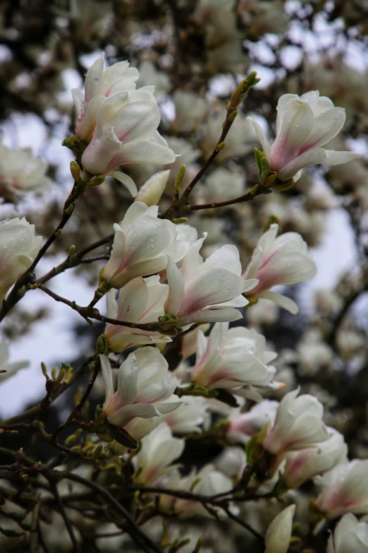 a bunch of white flowers on a tree