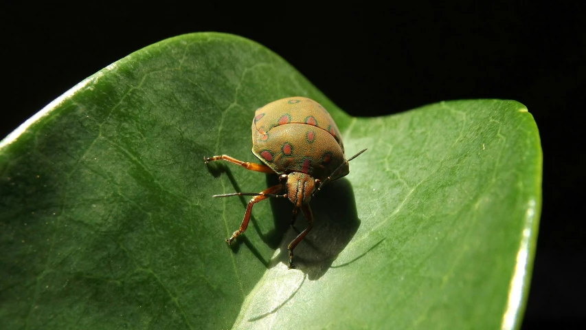 a bug sitting on top of a leaf