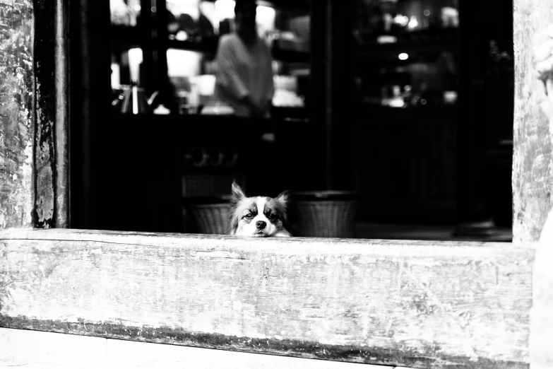 the dog looks out from inside the window