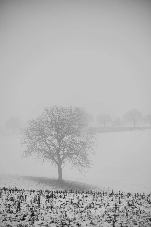 a tree is seen in the distance as birds are in the snow