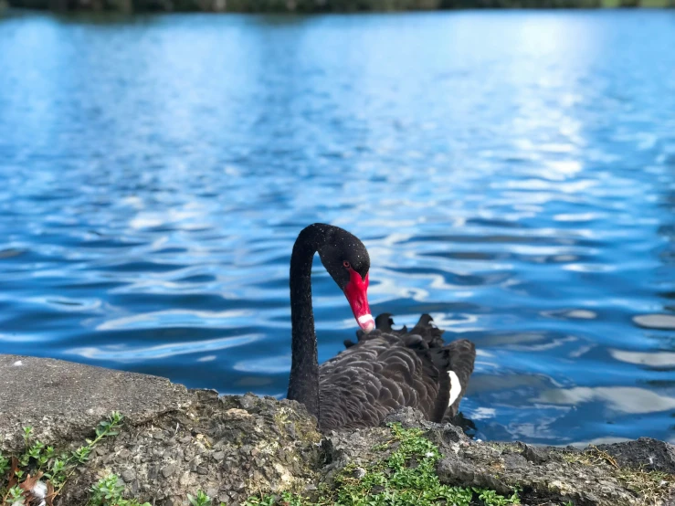 a swan in the water near a rock and some water