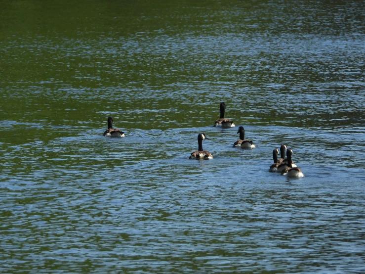 a couple of ducks floating in the middle of a lake