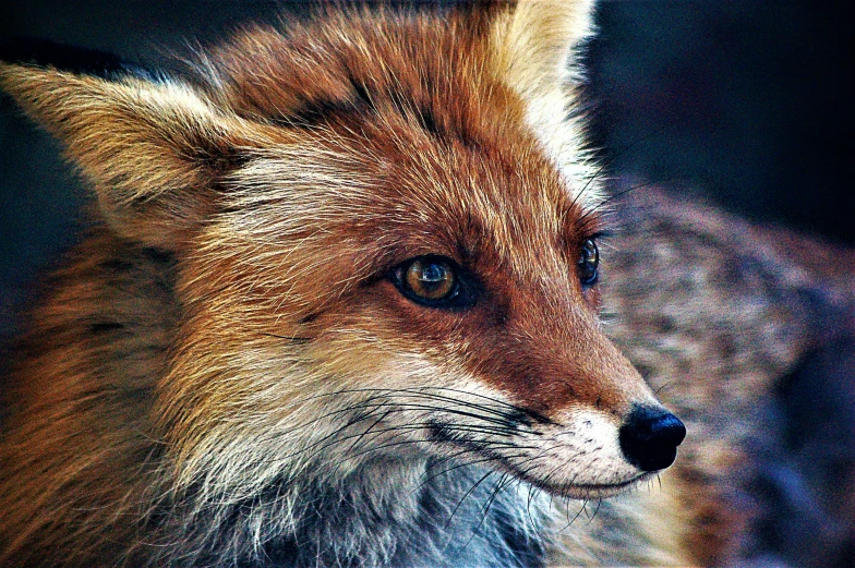 the brown fox looks into the distance