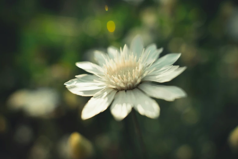 an almost all white flower is pictured in this picture