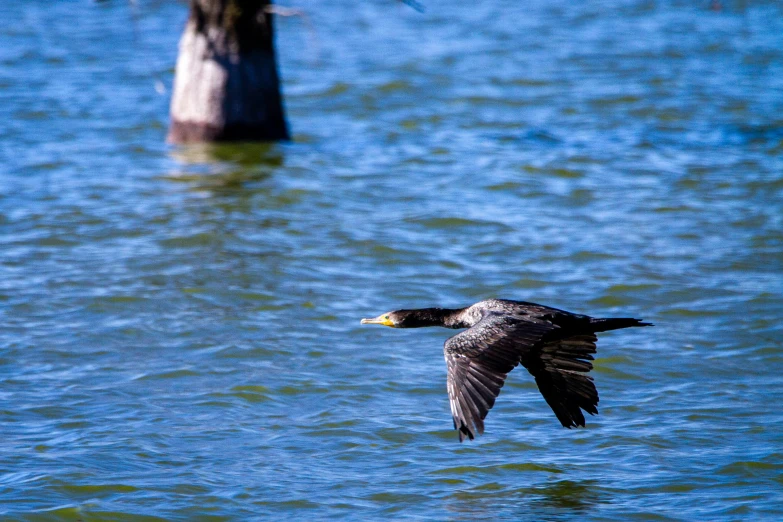 a bird that is flying over the water