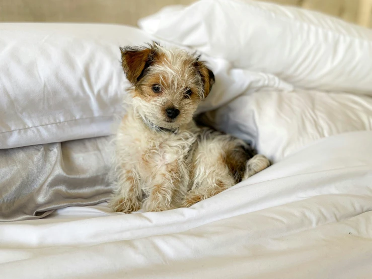 small dog sitting on top of a pile of pillows