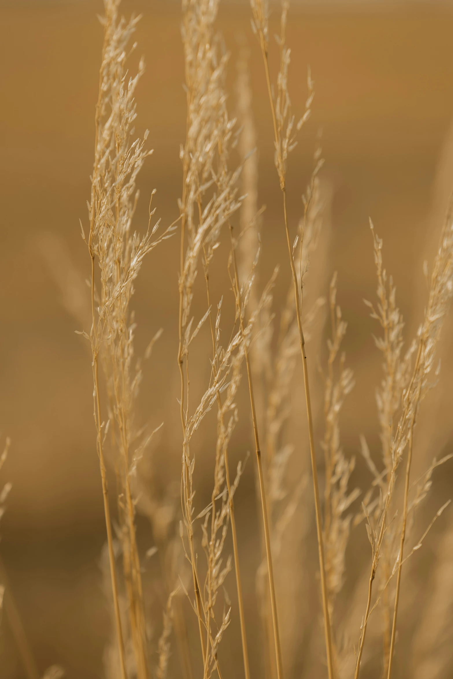 long stems of dry grass with no leaves on them