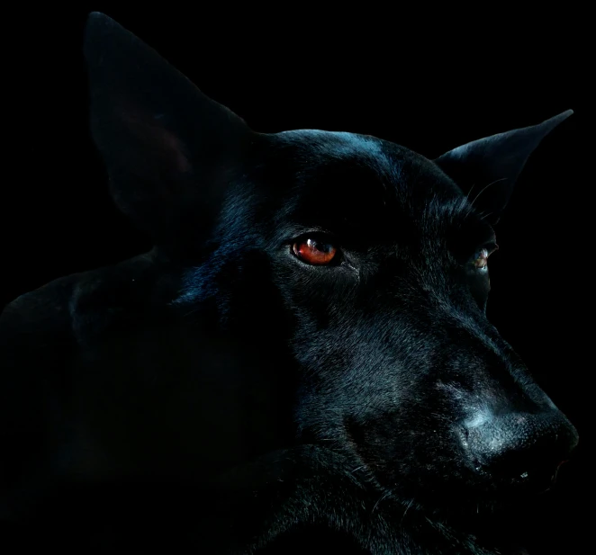 a black dog looking straight ahead with one eye shut