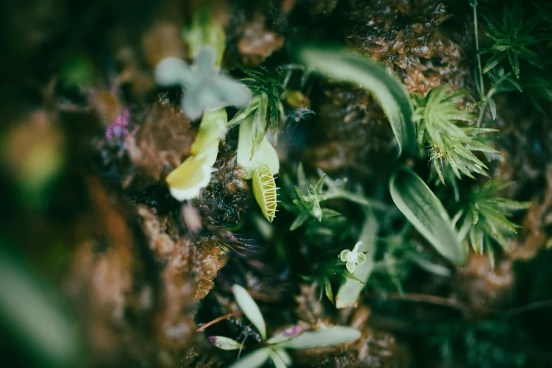 the bottom view of some dead plants on the ground