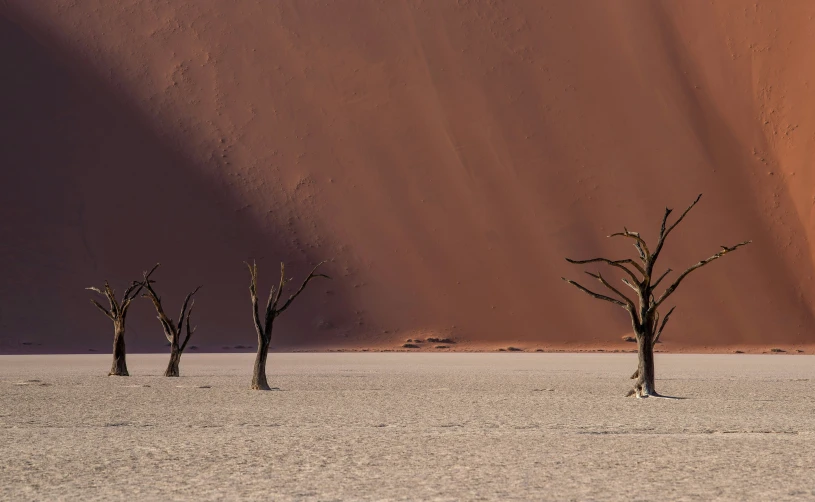 three trees standing in front of a red sand dune