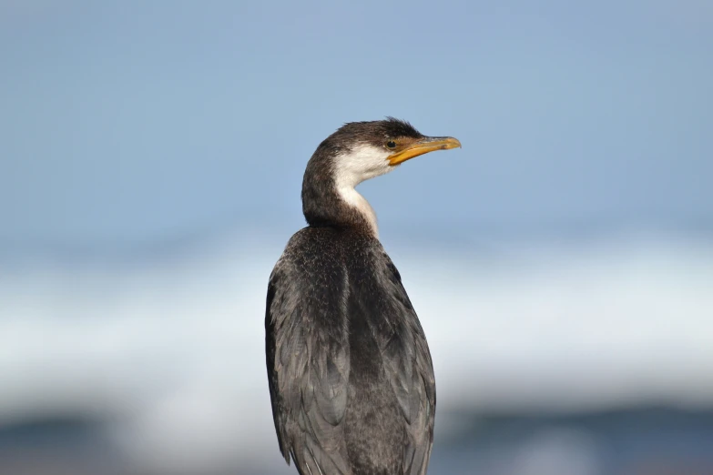 an image of a bird sitting on a perch