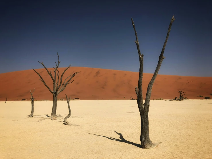 bare trees stand in the desert under a clear blue sky