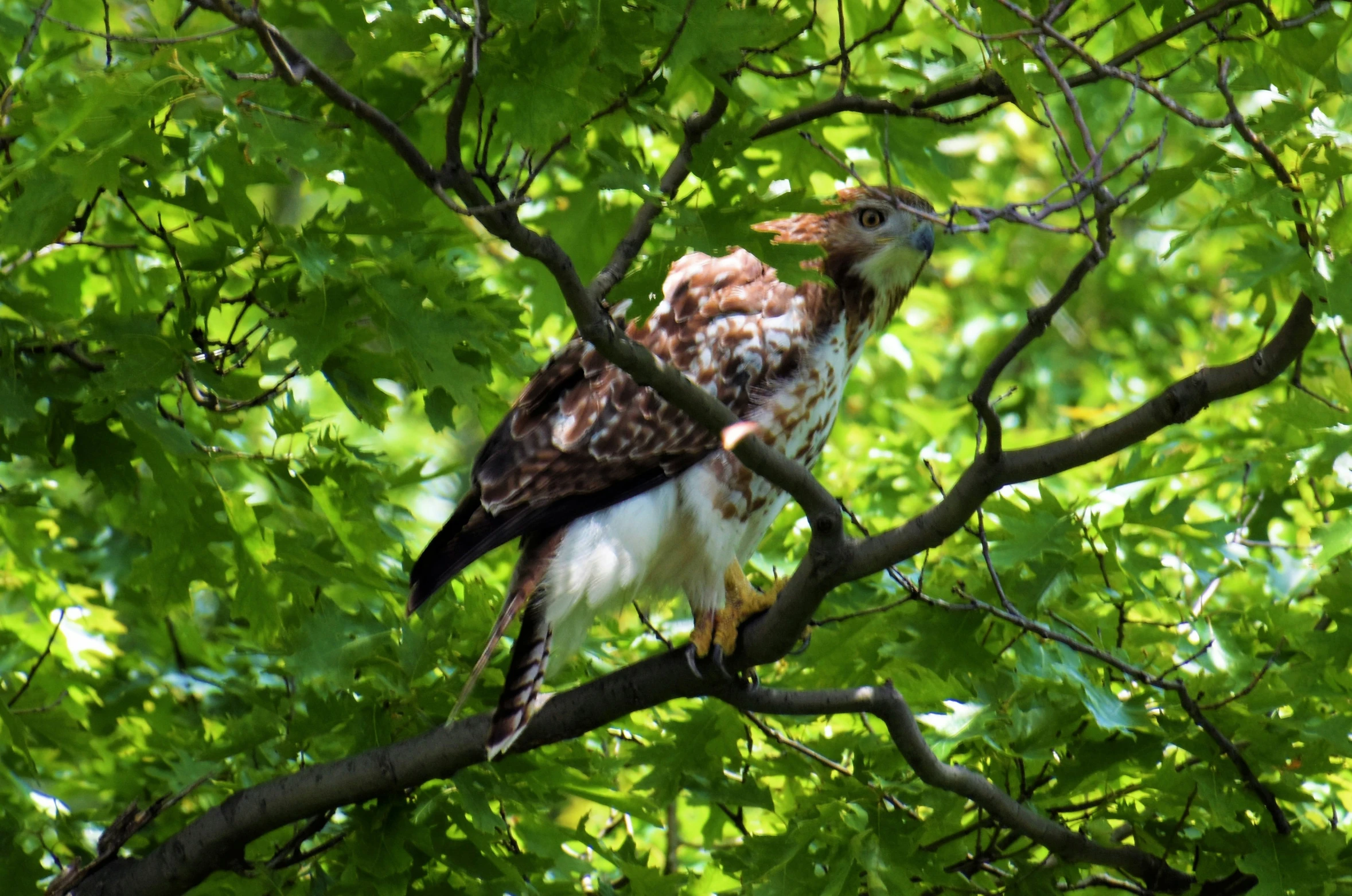 a red - tailed hawk perched on top of a tree nch