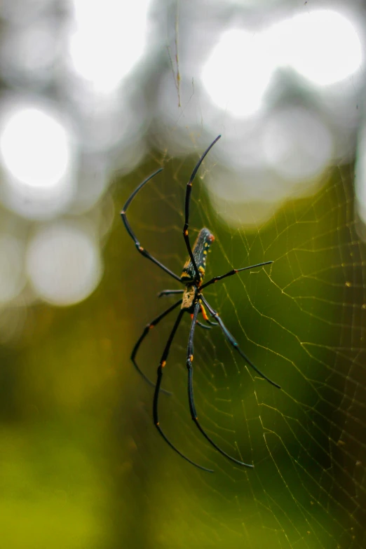 a close up of a spider on a web of thread