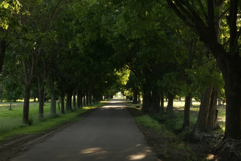 a road is between many trees and grass