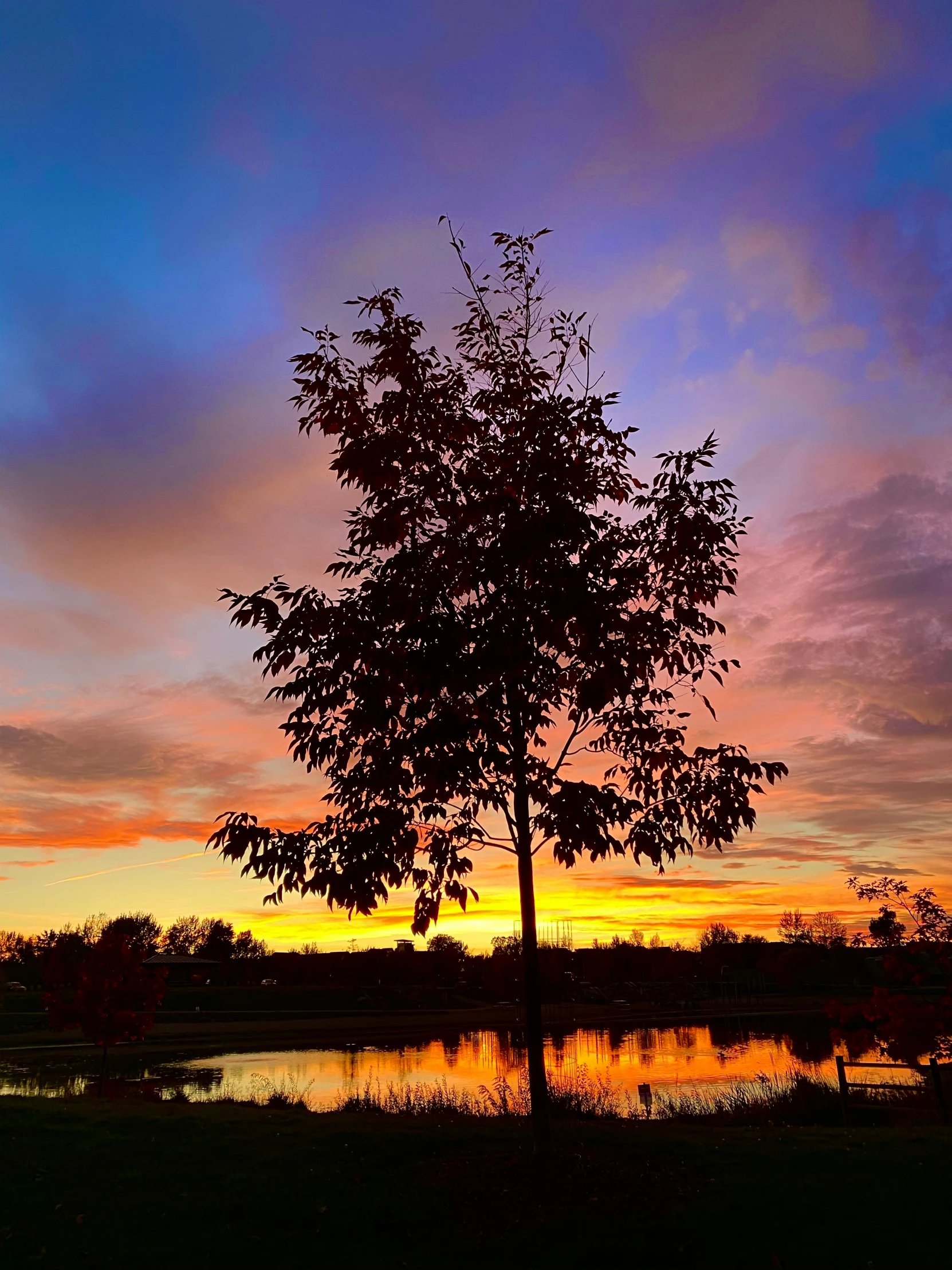 there is a lone tree on the ground next to the water