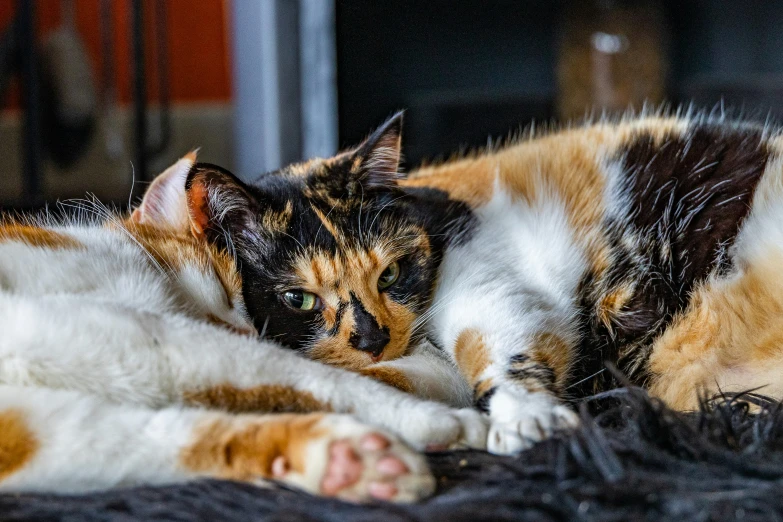 a brown and black cat laying on top of a carpet