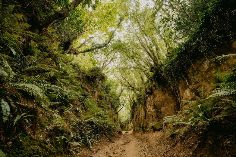 an empty path that leads through a forest